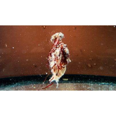 Nástraha Šonův Sopel Fľaška 85g