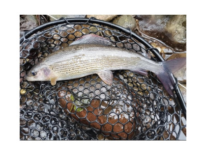 Podberák Trout Area Predator L Teleskop Nature so silikónovou sieťkou