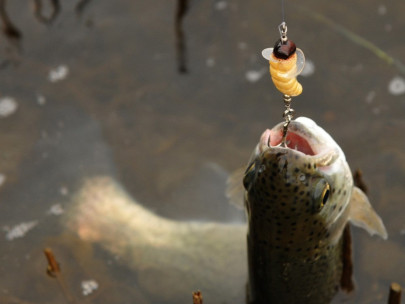 Nástraha Trout Master Hard Camola 37