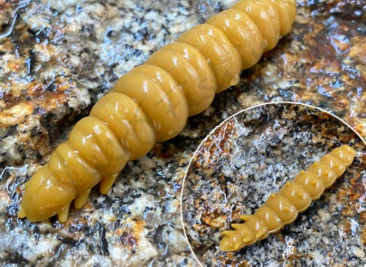 Gumená nástraha Larva 35mm