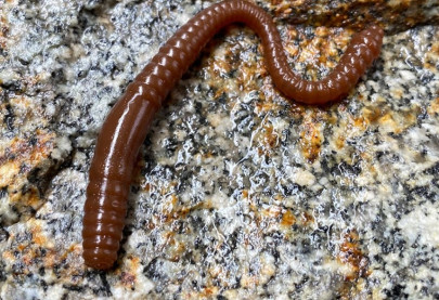 Gumená nástraha Dying Worm 70mm 15ks