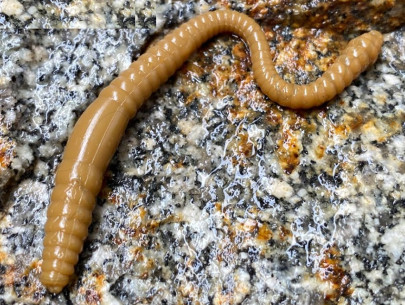 Gumená nástraha Dying Worm 70mm 15ks