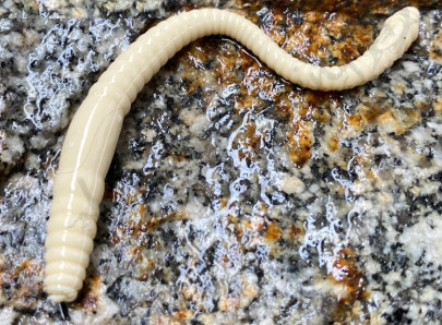 Gumená nástraha Dying Worm 70mm 15ks