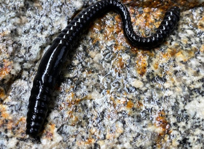 Gumená nástraha Dying Worm 70mm 15ks